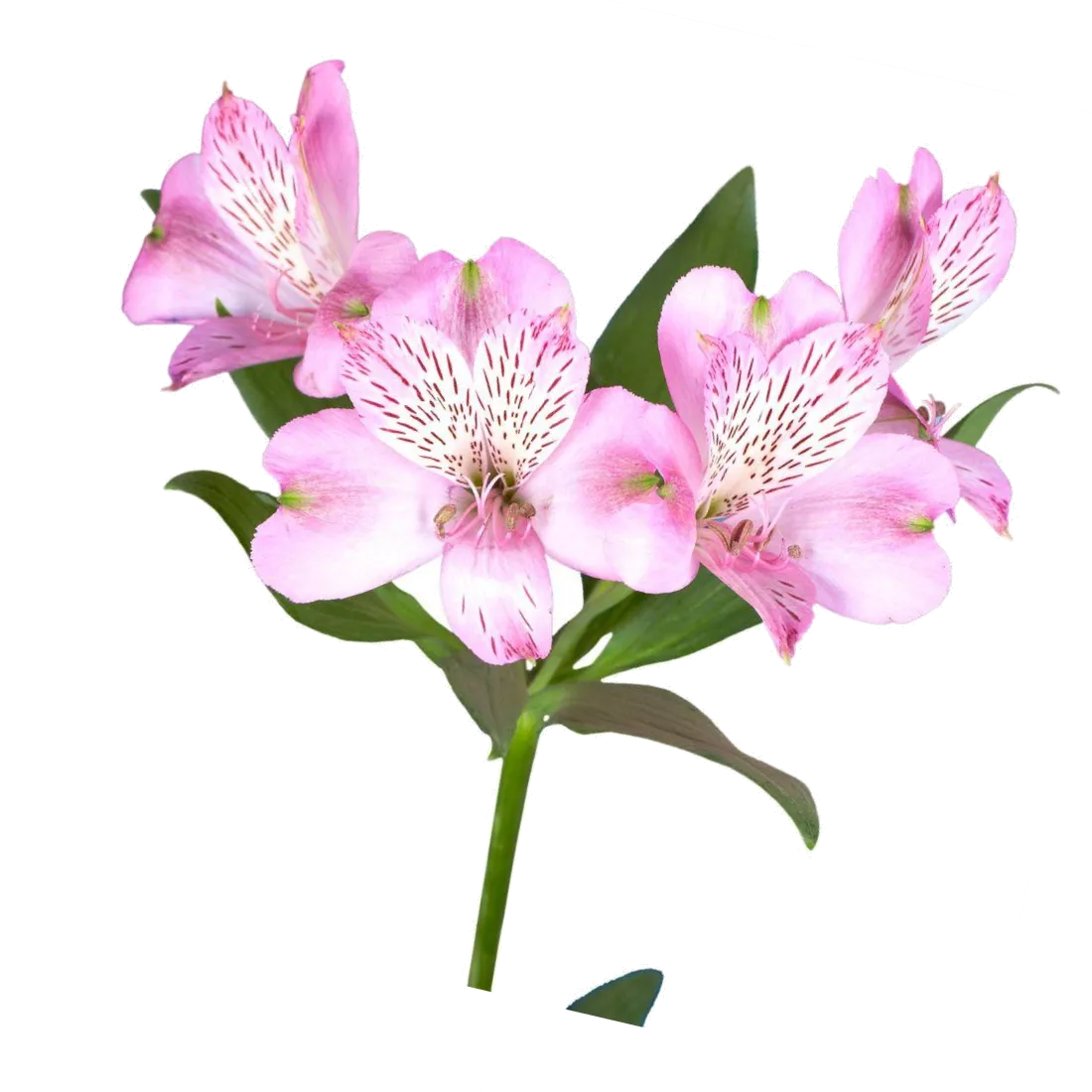 АЛЬСТРОМЕРИЯ