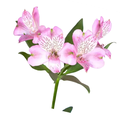 АЛЬСТРОМЕРИЯ