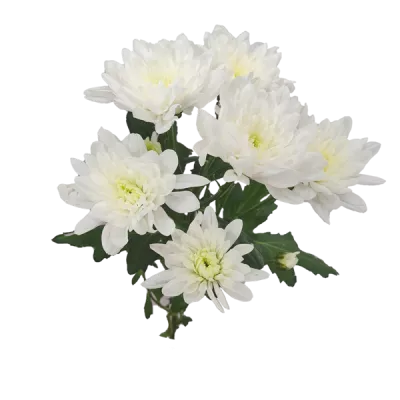 ХРИЗАНТЕМА КУСТОВАЯ
