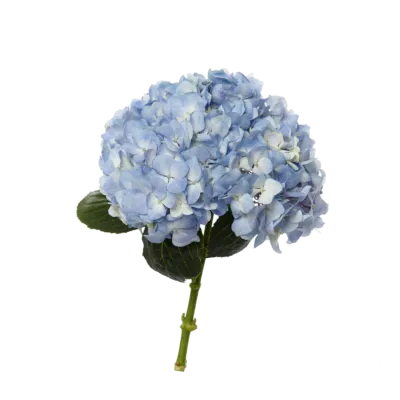ГОРТЕНЗИЯ